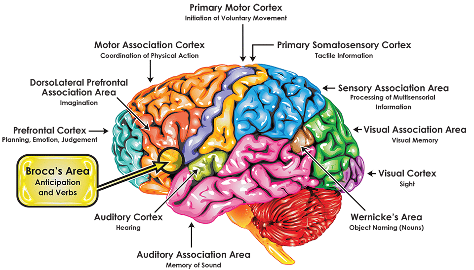 Broca Brain Map