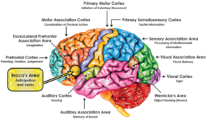 Broca Brain Map